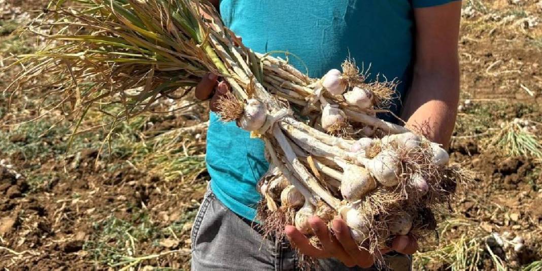 Avrupa Birliği'nce tescillendi adını dünyaya duyurdu! Talep yağan o üründe hasat başladı: Kilosu 230 liraya satılıyor 6